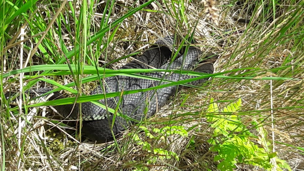 Lezing Reptielen van Nederland